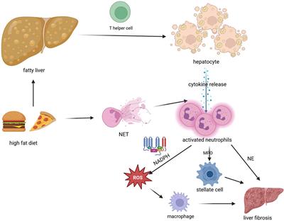 Neutrophils: tissue and circulating signatures of pediatric non-alcoholic fatty liver disease